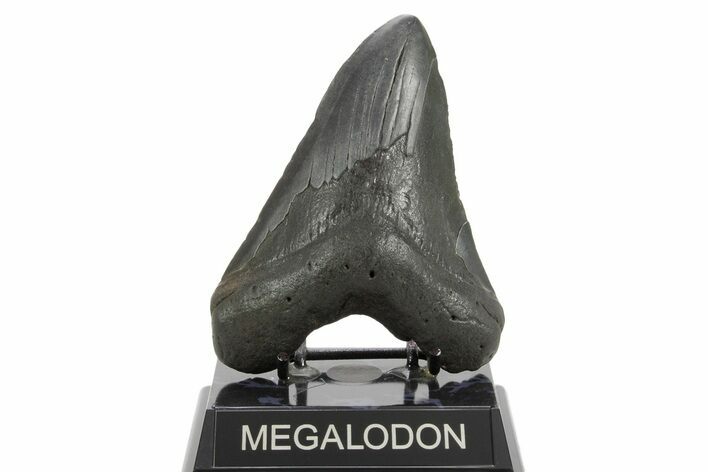 Fossil Megalodon Tooth - South Carolina #374678